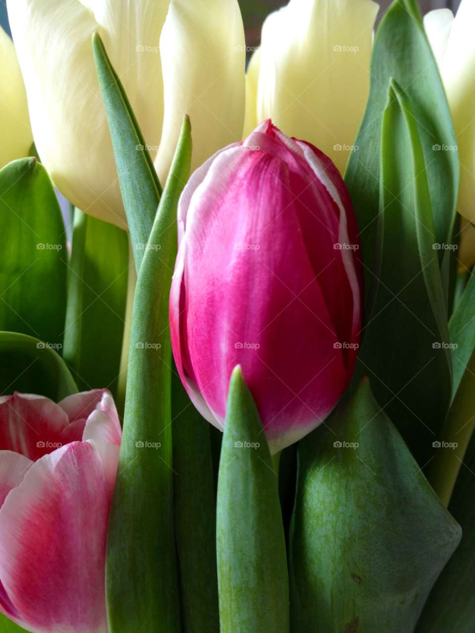 Full frame shot of tulip flowers