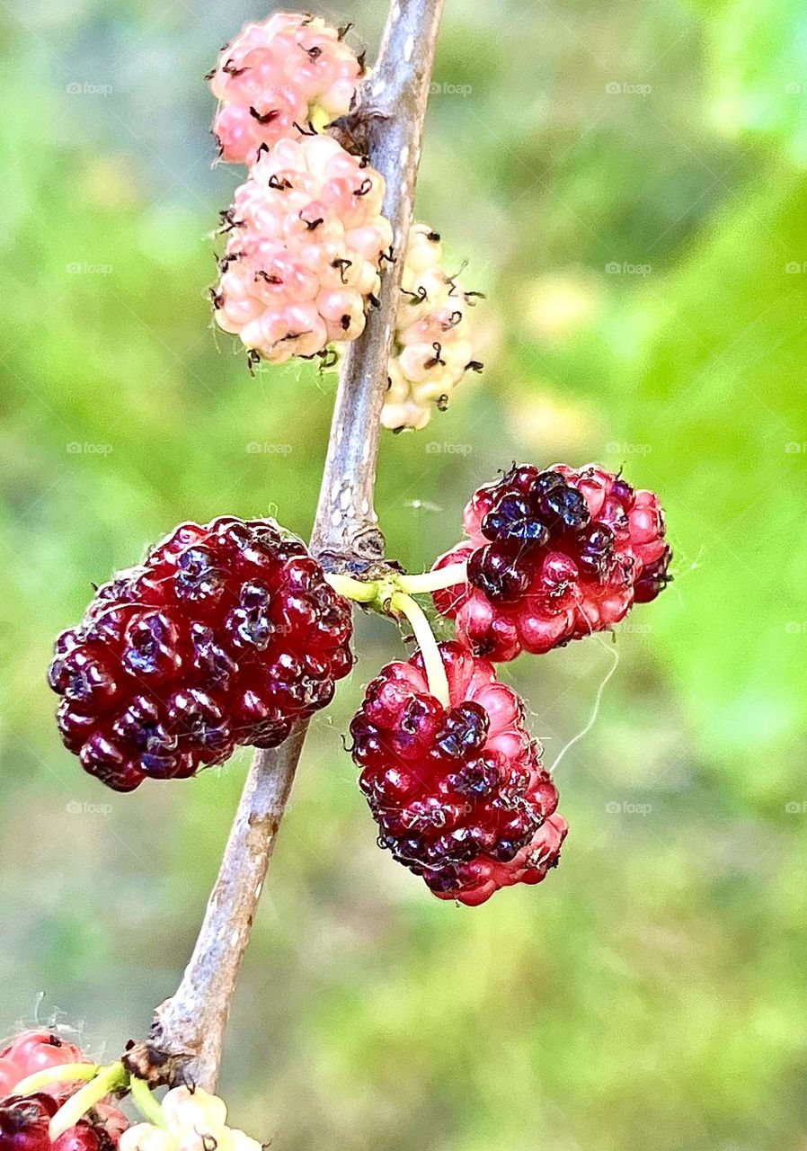 Mulberry tree, mulberry or mulberry