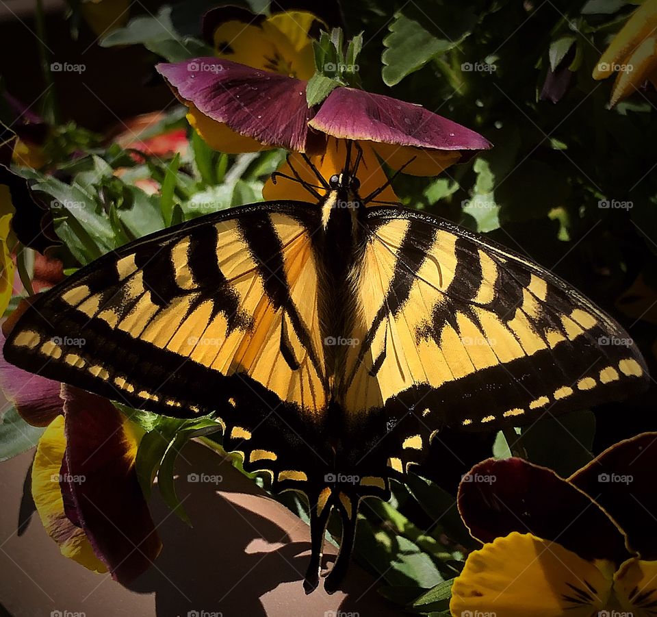 Butterfly with a scary shadow 