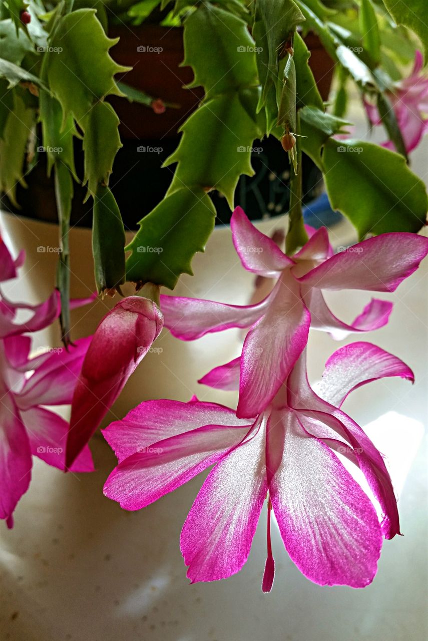 Cactus bloom in the sunshine!