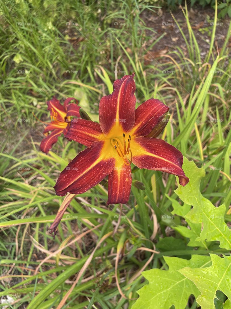 Summer Lily