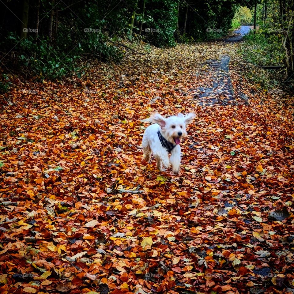 Beautiful apricot cockapoo puppy running through the fallen autumn leaves. Ears flapping in the gentle breeze