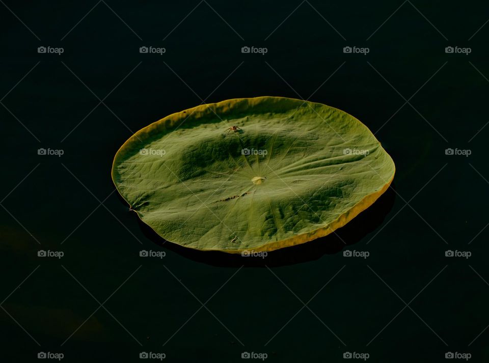 Natural photography  - Lotus leaf - Water surface 