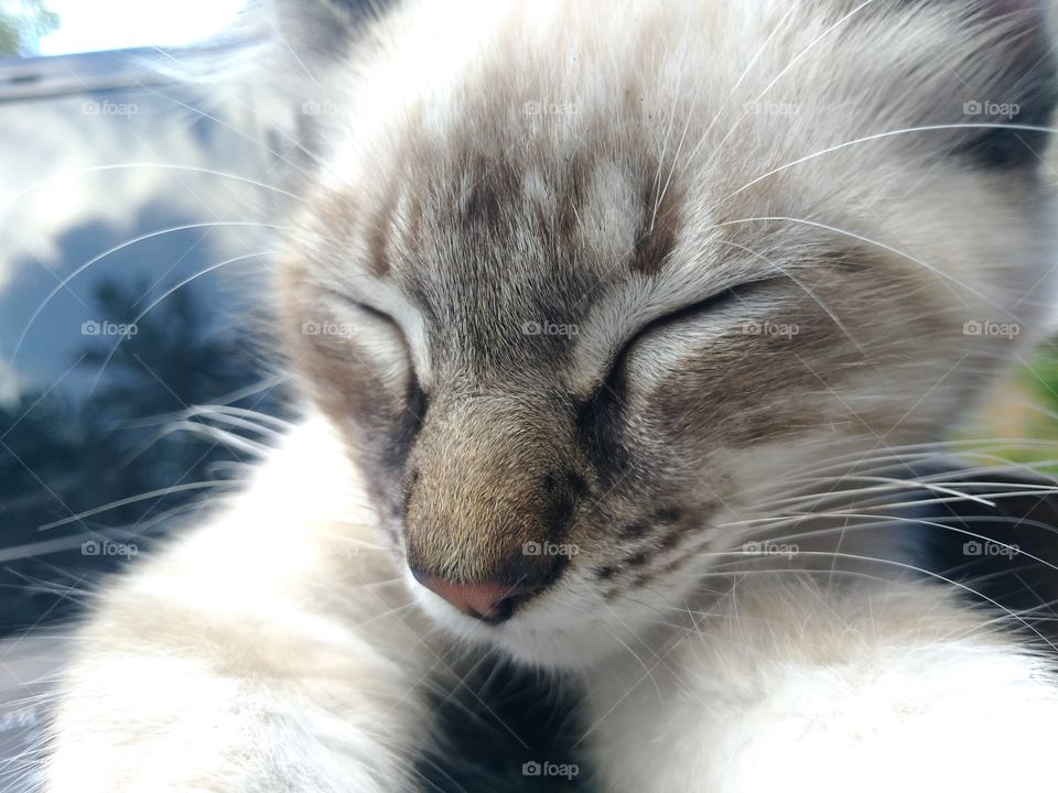gato dormindo descansado de olhos fechados e patas esticadas