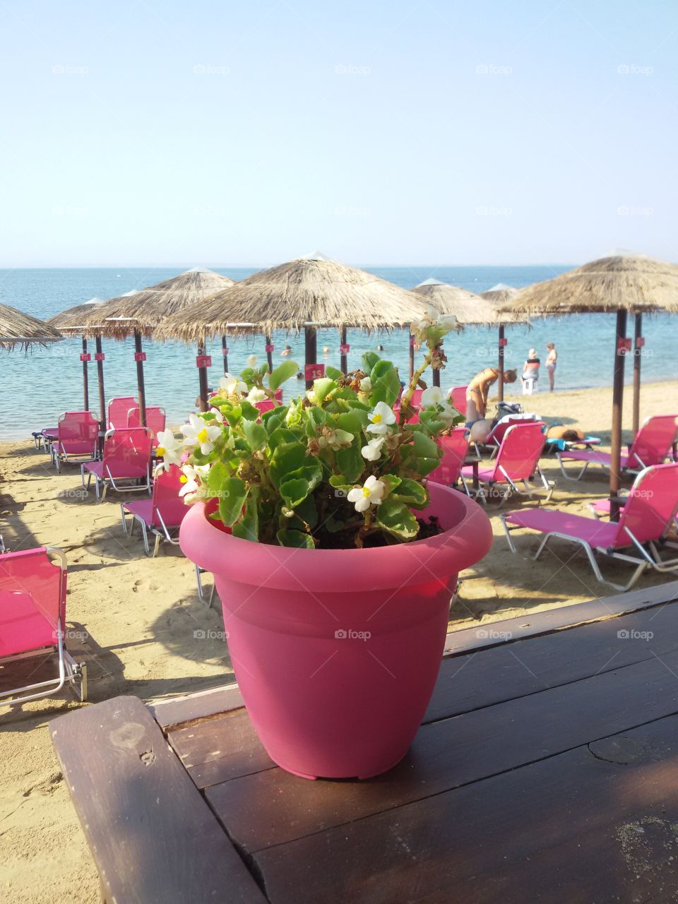 Flowers on the beach