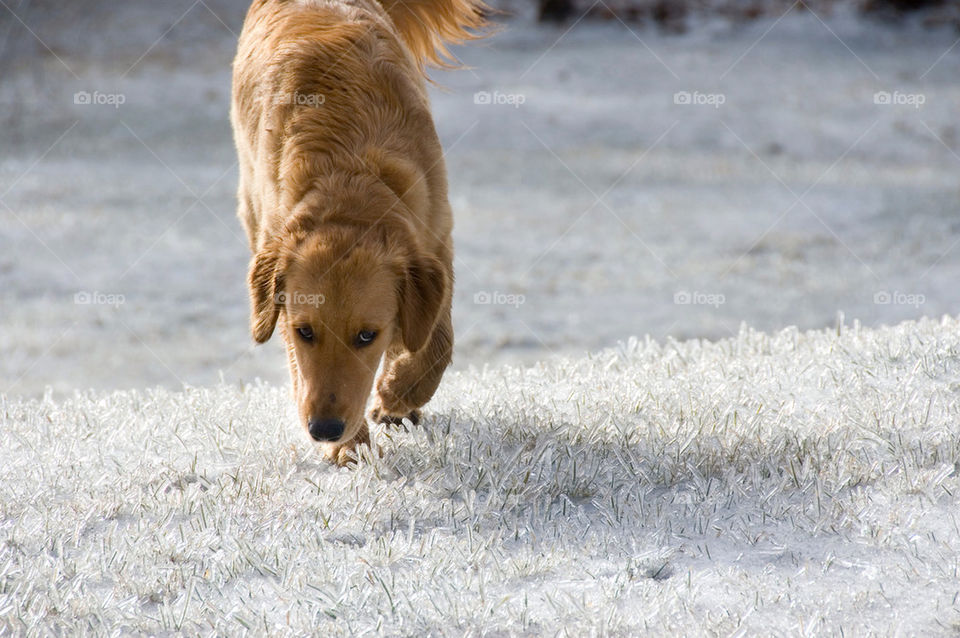 Golden retriever smells the icy grass after ice storm