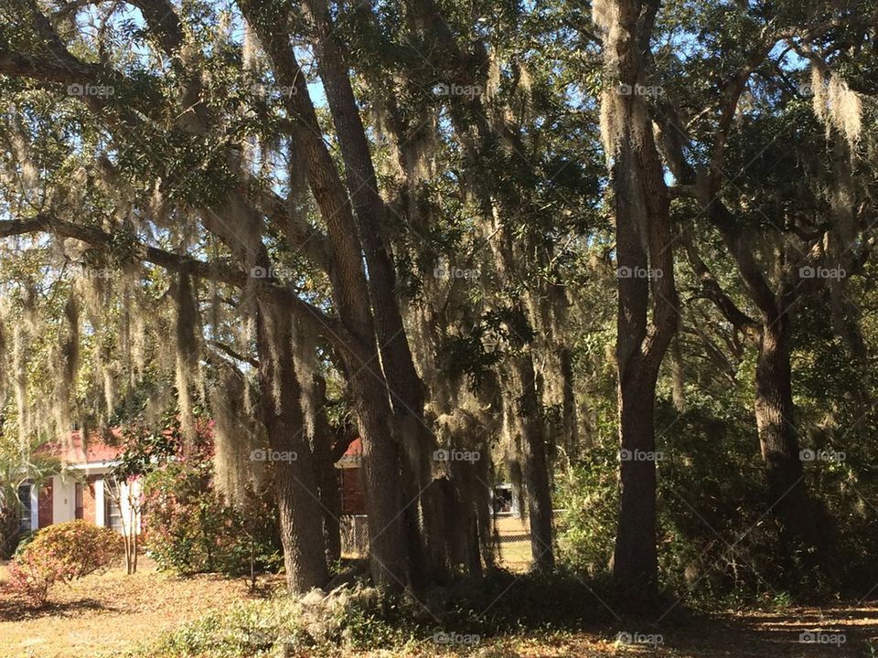 Florida oak tree