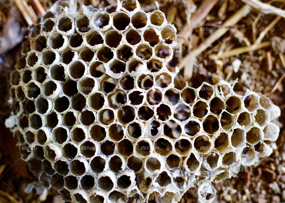 Wasp Nest