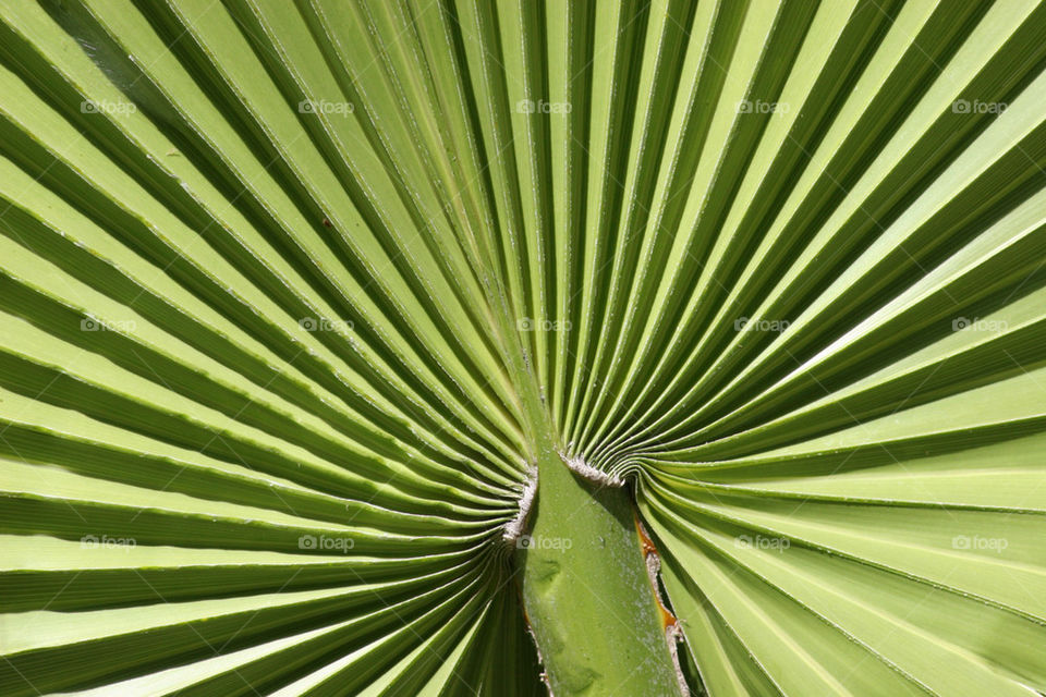 green nature plant leaf by kshapley