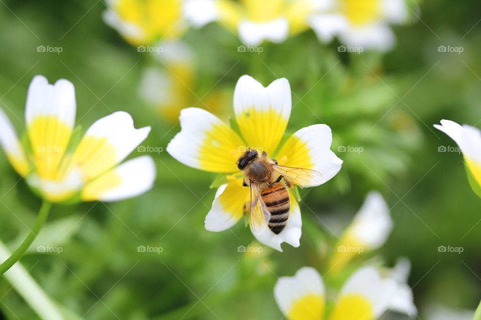 Bee pollinating a flower
