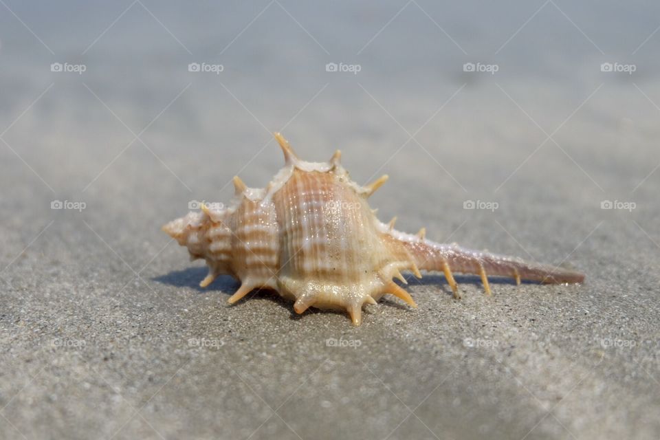 Shell and sand
