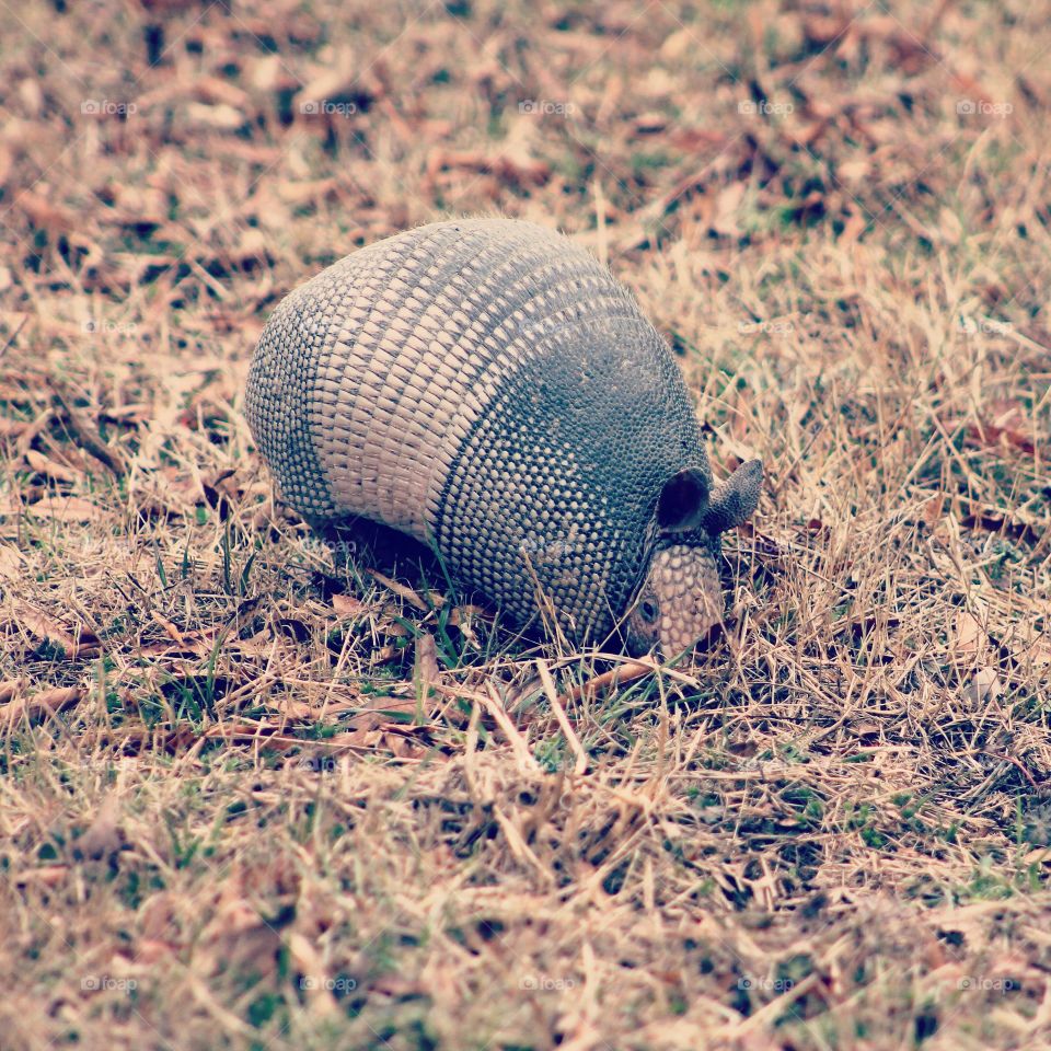 A Patient Armadillo.. I had never seen an armadillo before and we were driving through Arkansas and I saw one. I made my husband stop the car so that I could take a picture of him. The little guys was skittish and neat, well worth the stop.