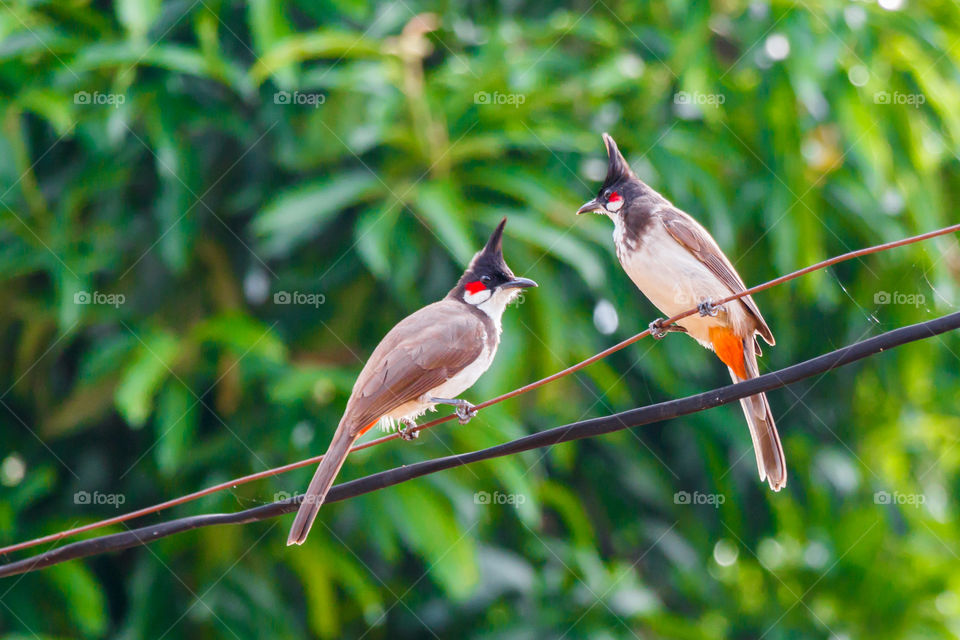 Red Whiskered Bulbul