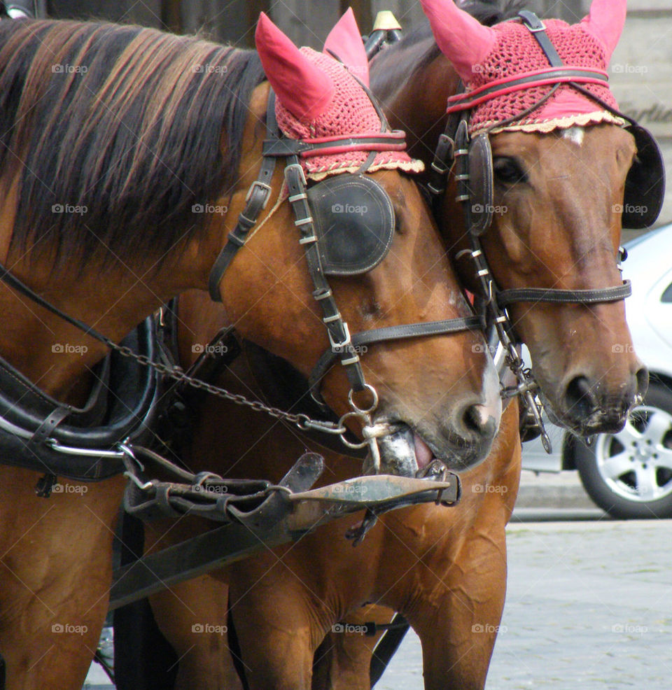 horses love horse prague by demiromer
