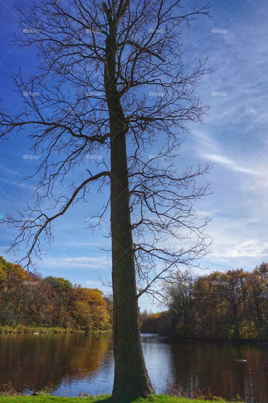 Tree by River