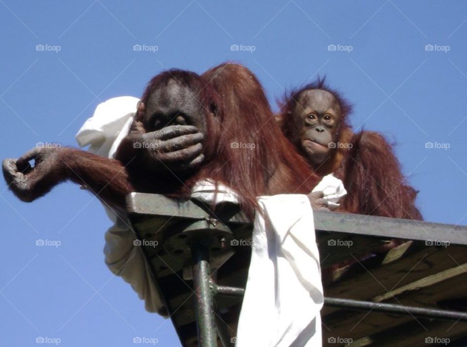 Orangutan . Orangutan mommy and baby at the gulf breeze zoo