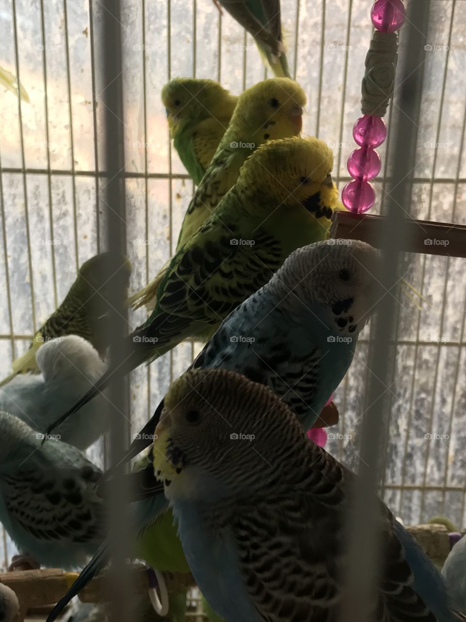 Aussie birds in Brazil