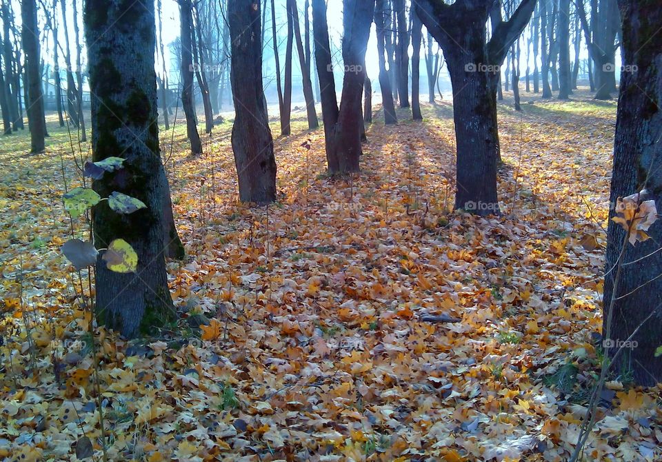 Tree, Fall, Wood, Leaf, Nature