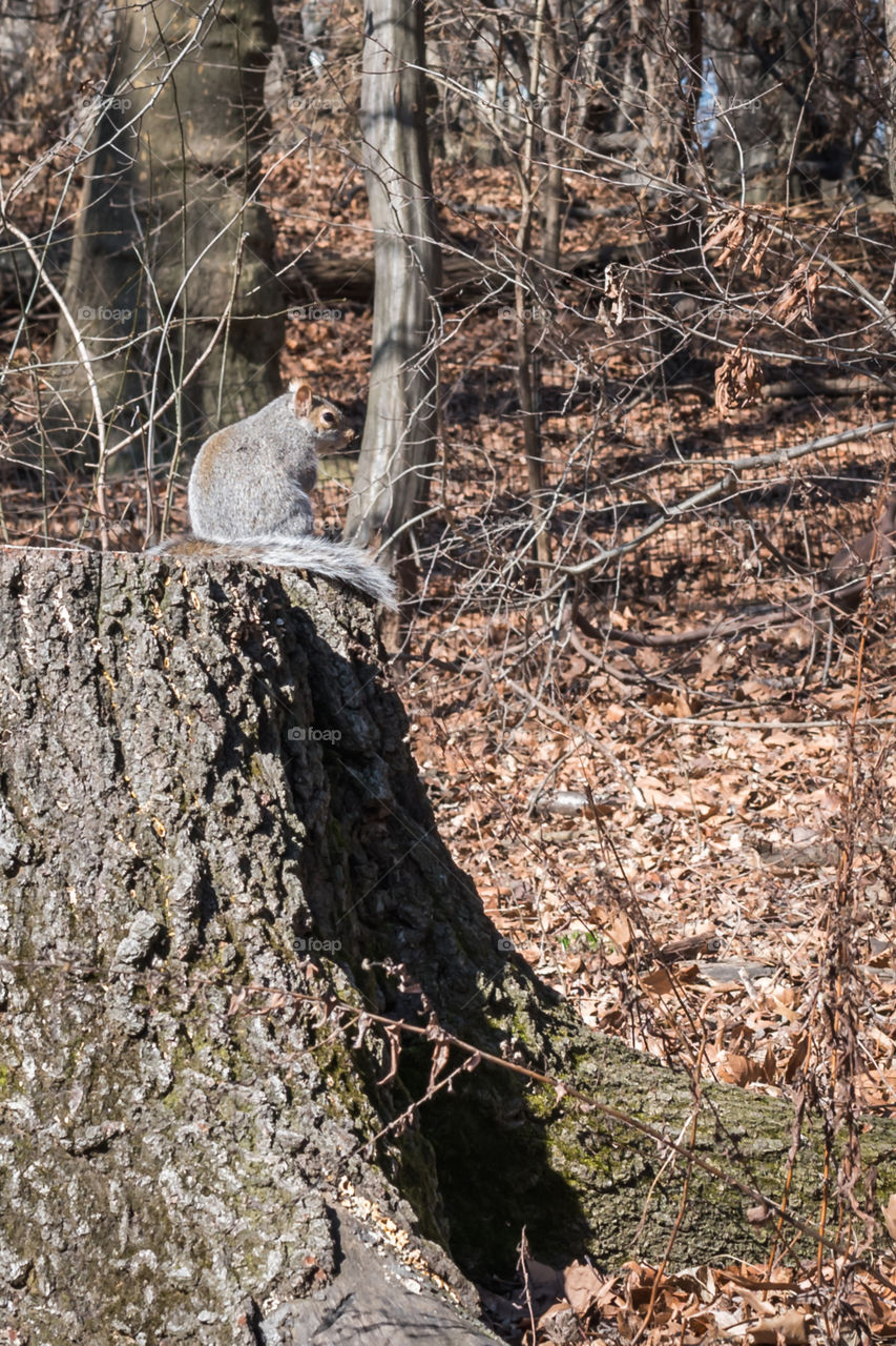 New York squirrel in Central Park