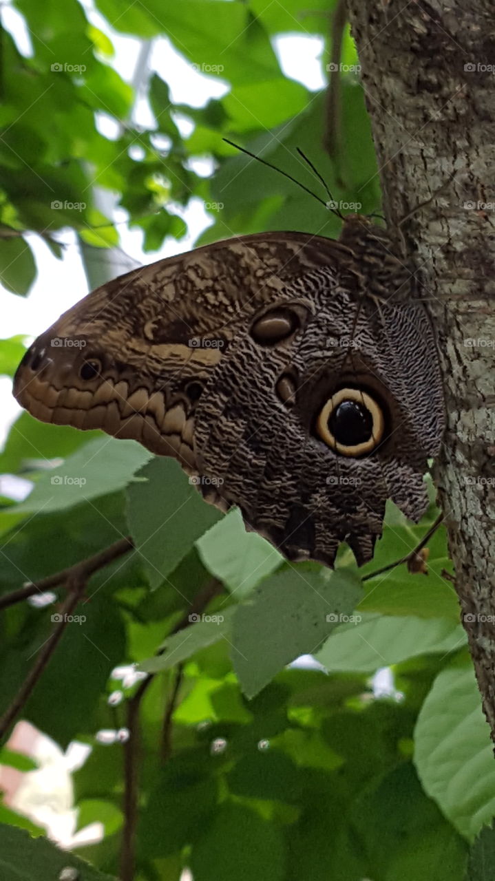 Nature, Wildlife, Tree, Outdoors, Wood