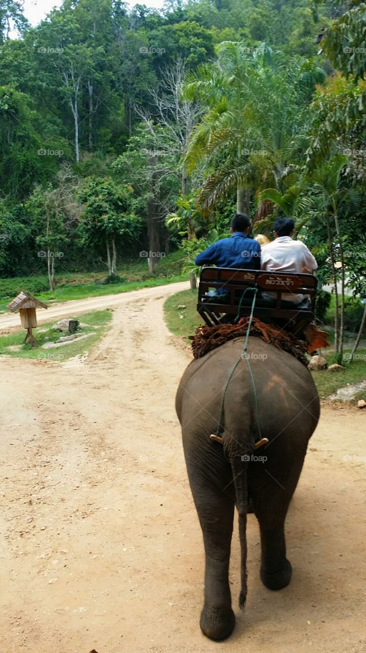 Elephant riding hiking