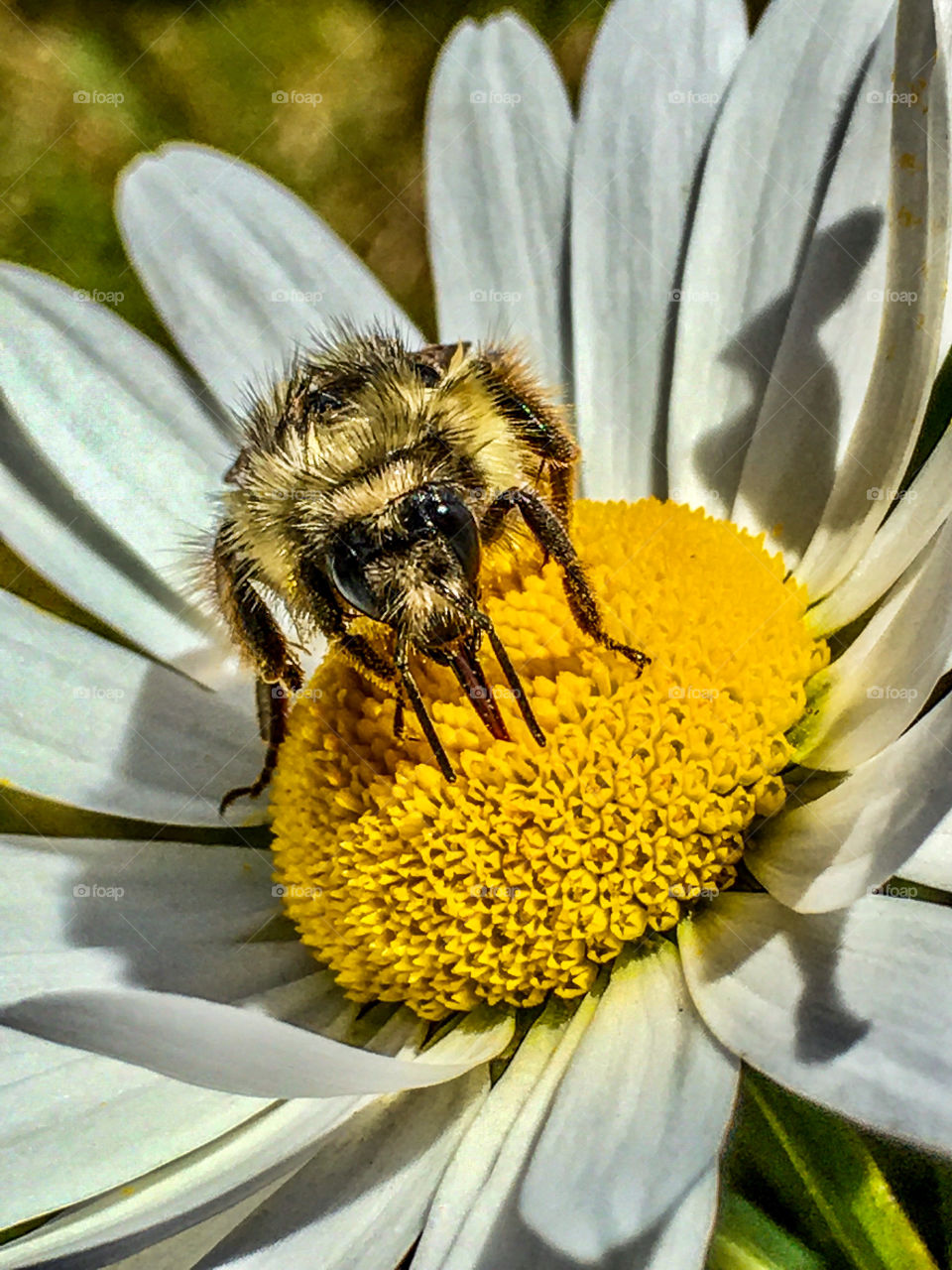 Bee’s Eye View
