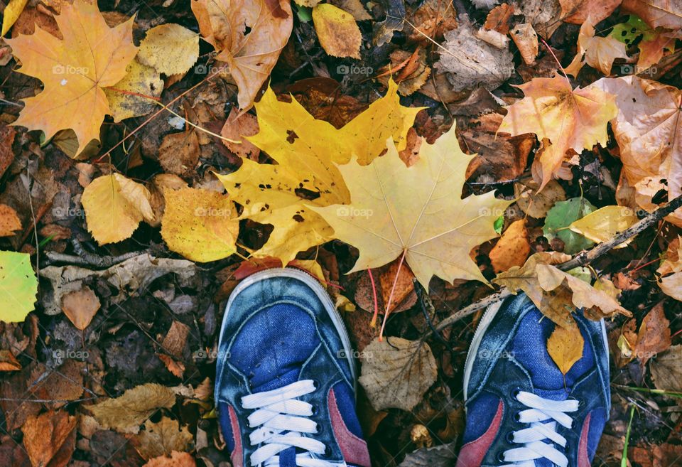 Closeup of autumn