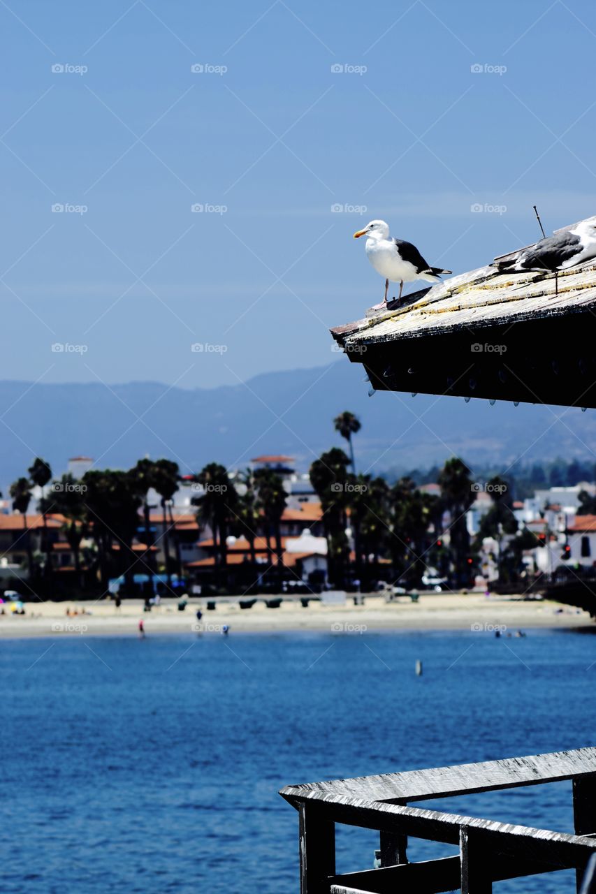 Seagull Santa Barbara