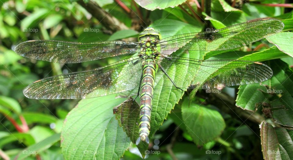 Dragonfly blending in with the green leaves