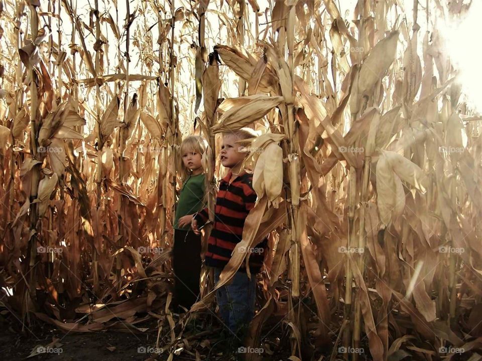 Children of the corn
