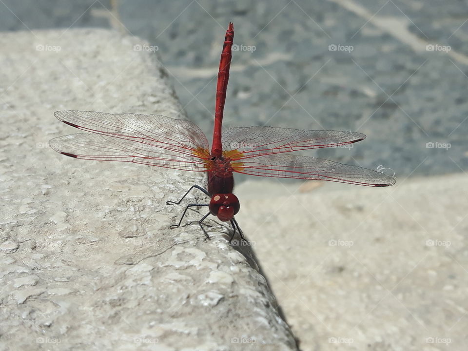 Dragonfly