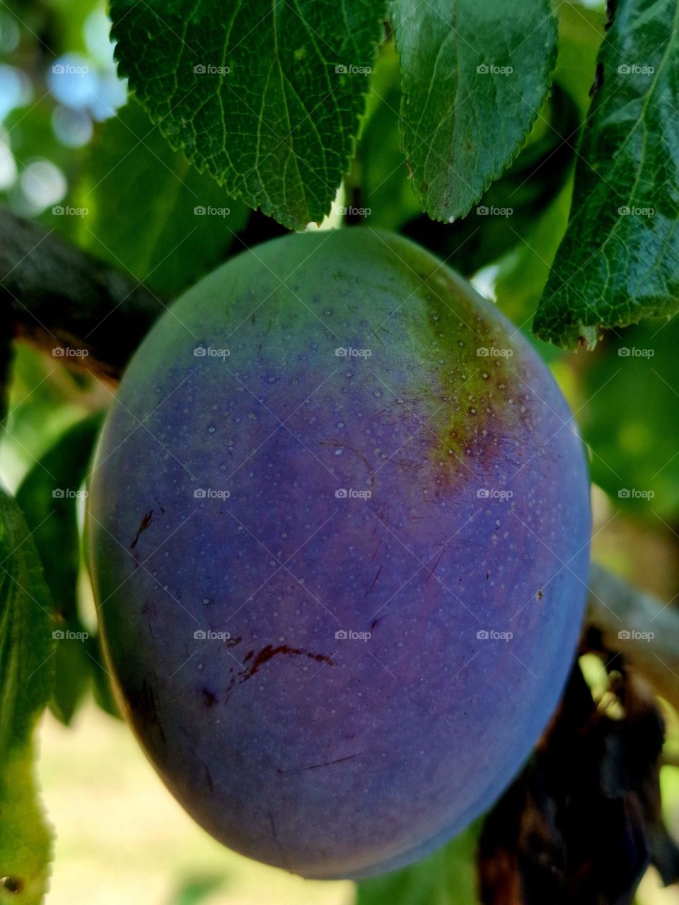 plum on the tree