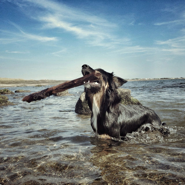 beach play dog fun by visualhaze