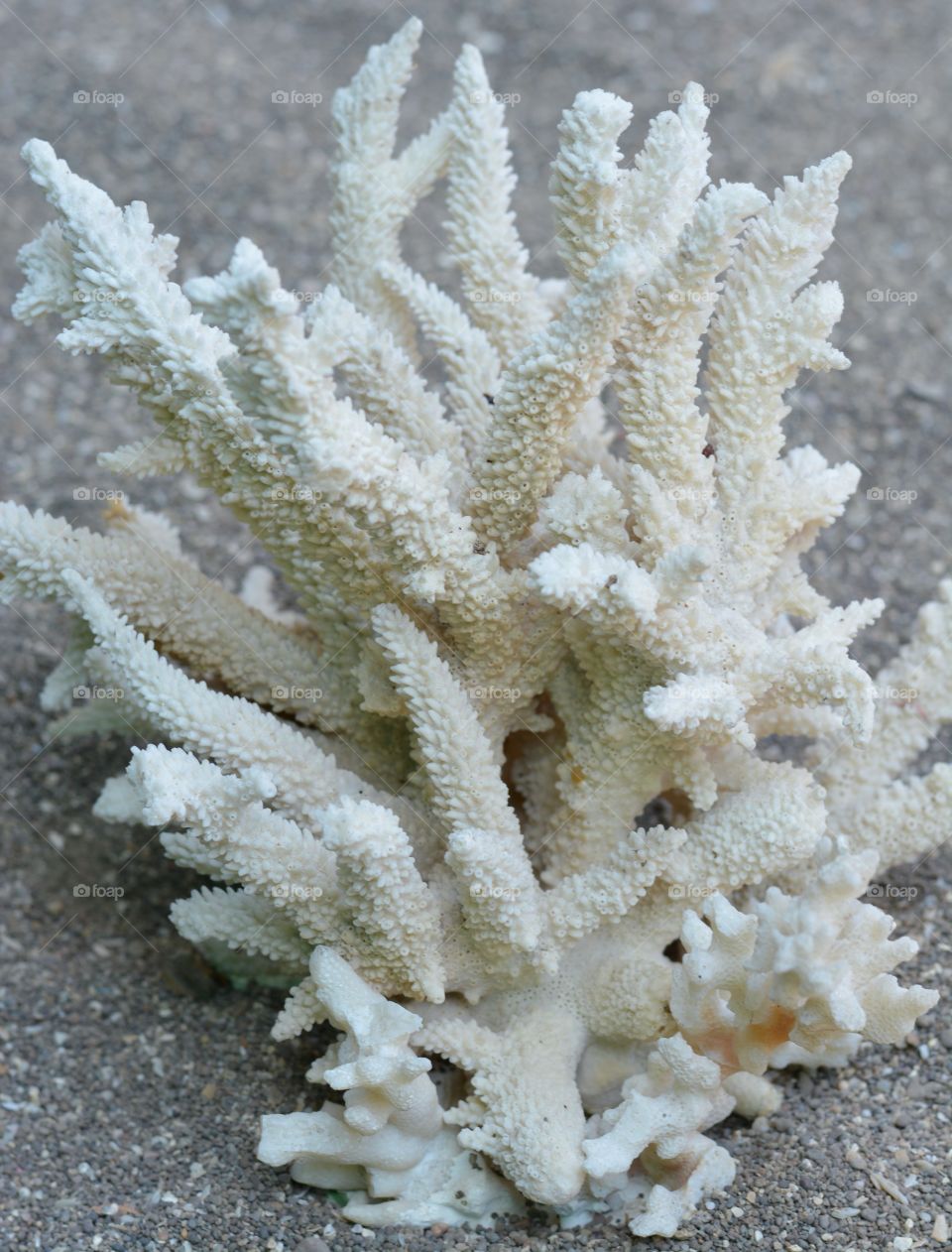 Coral on sand