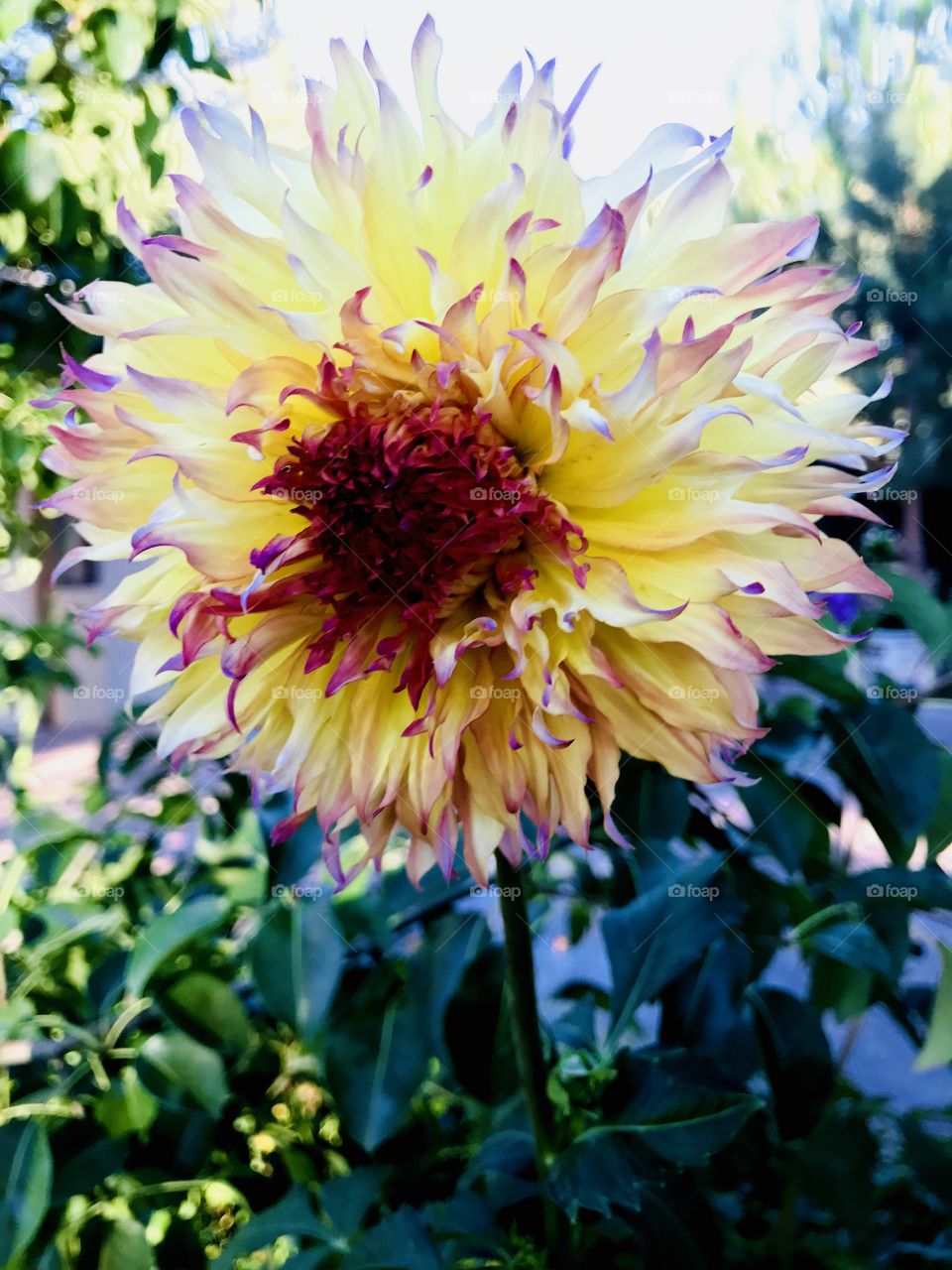 Beautiful Chrysanthemum 