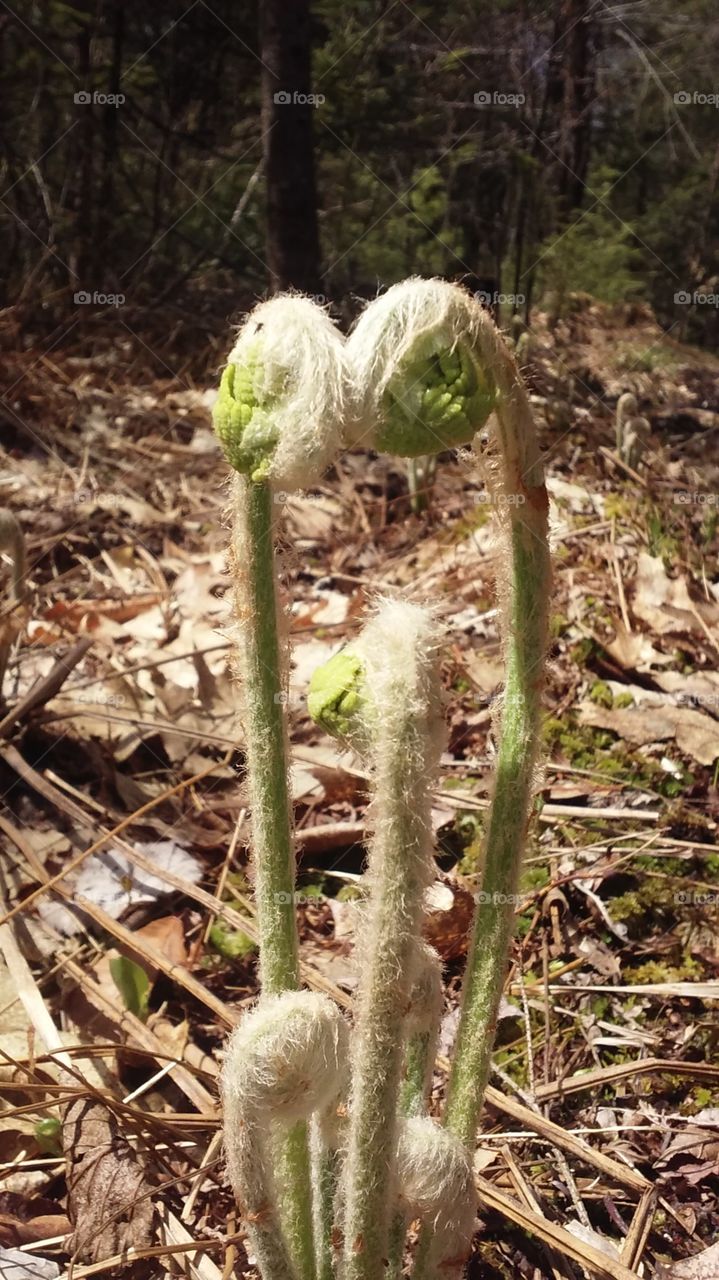 Cinnamon ferns. Th r we are too talk to pick. When they first emerge is the best time to pick these amazing and nutrient packed Fiddleheads. These ones with the white fuzz on the outside are called Cinnamon Fiddleheads because they have a very cinnamon flavor. Yum!!