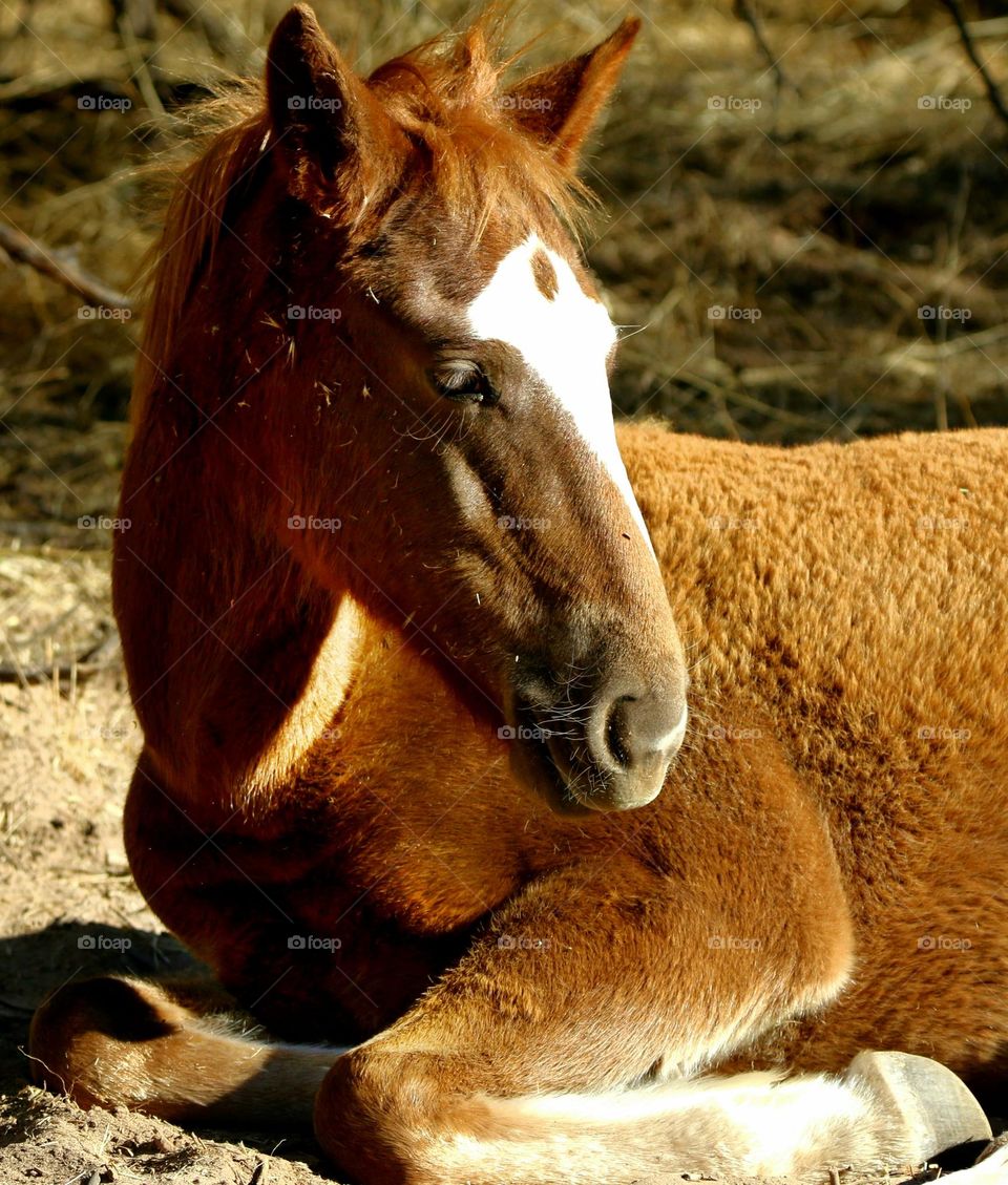 Wild Colt Resting on Sand