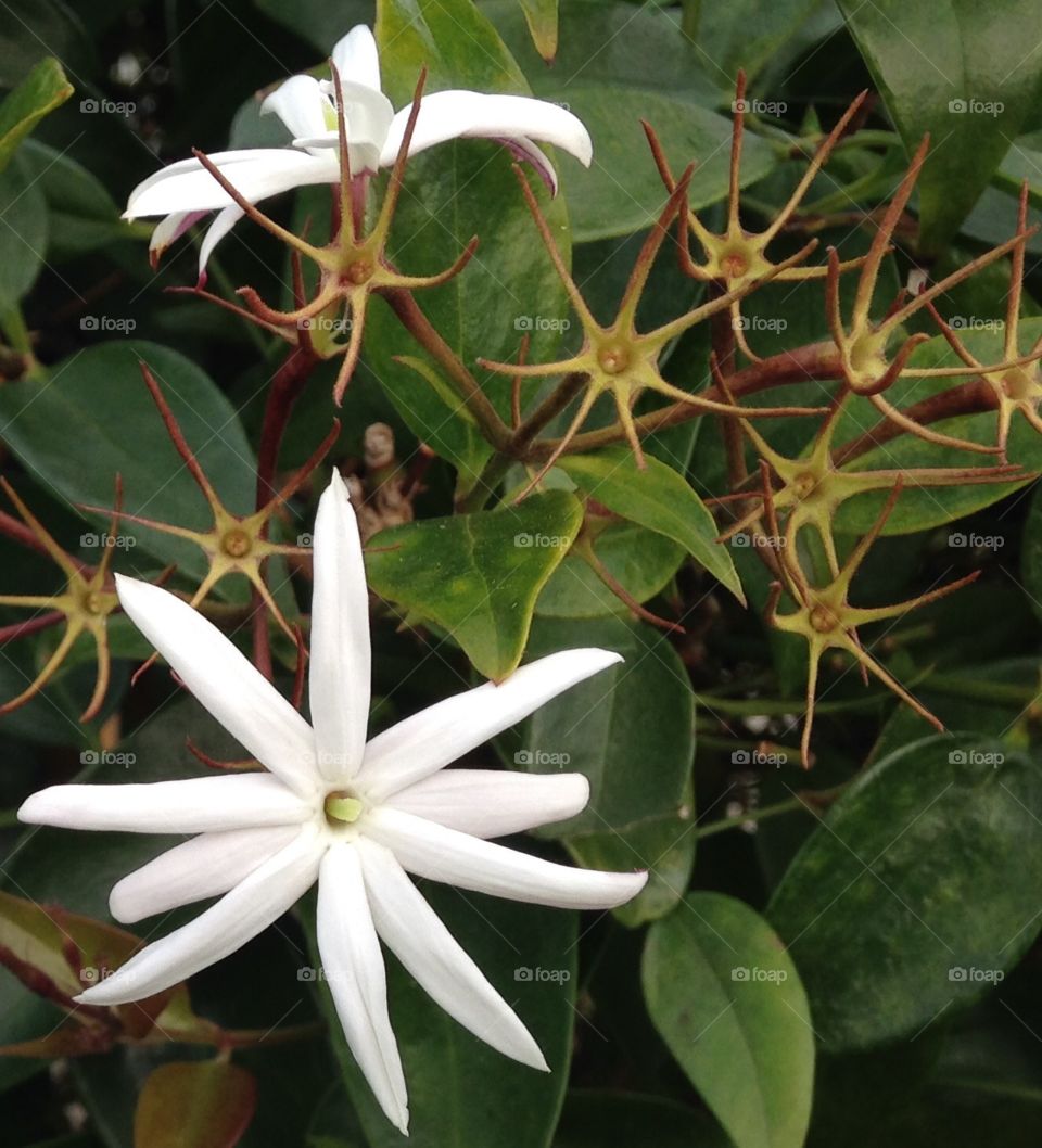 Happy White flower