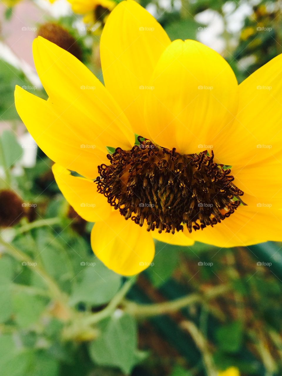Sun flower yellow