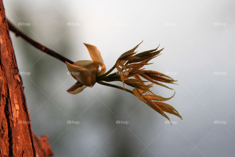 new leaves welcoming the sun as it sets.