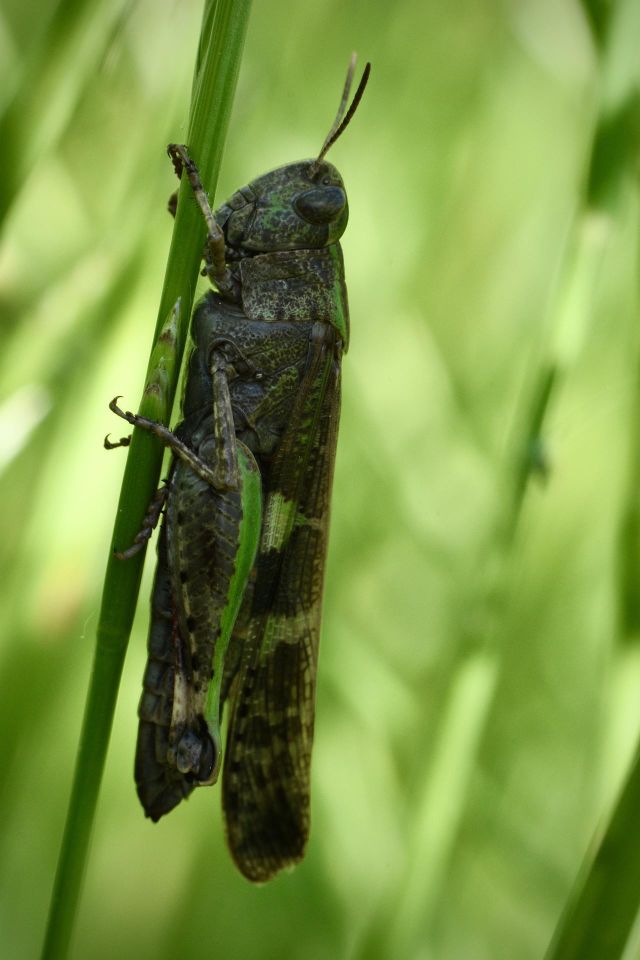 grasshopper 