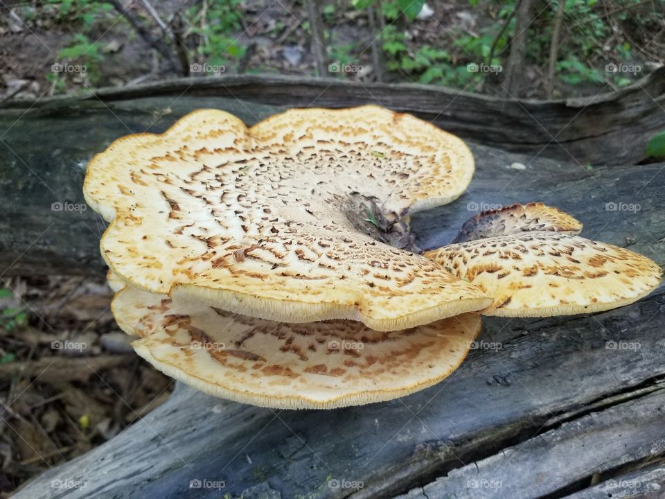 A fairly large edible mushroom, about a foot and a half across. Known as Dryads saddle, or polyporus squamous, just past edible age.