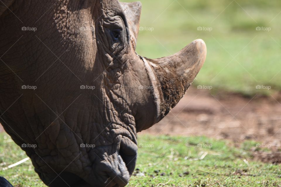 rhinoceros side profile showing his brown horn, big eyes, wrinkled mouth on a background of short green grass