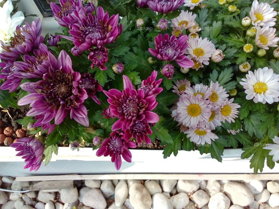 beautiful flowers in summer time on the window
