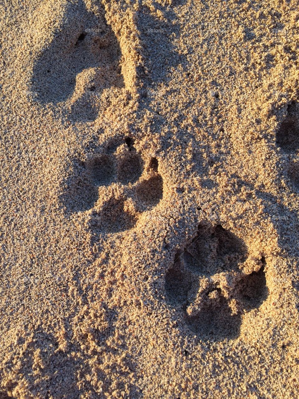 Paw prints in he sand 