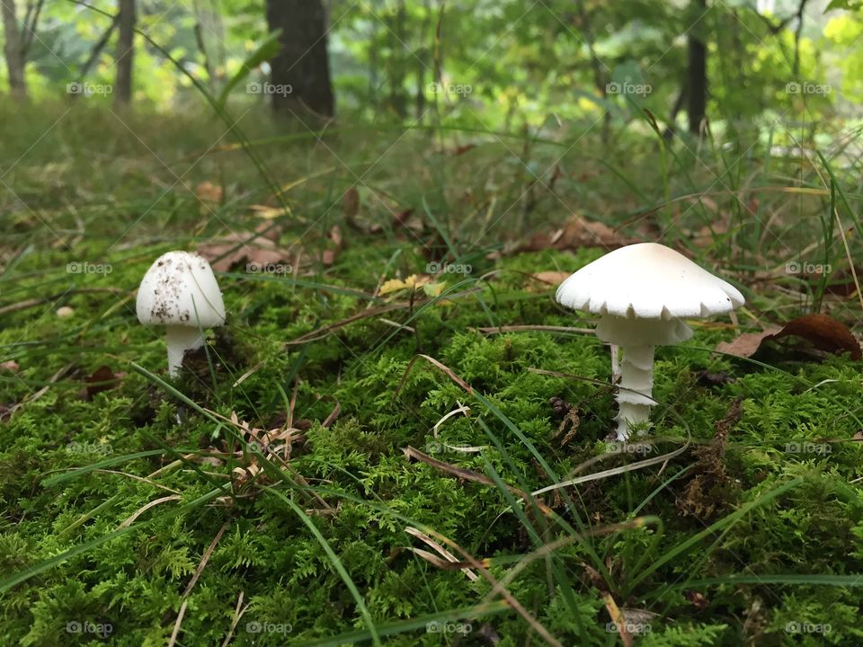 White mushrooms. White mushrooms