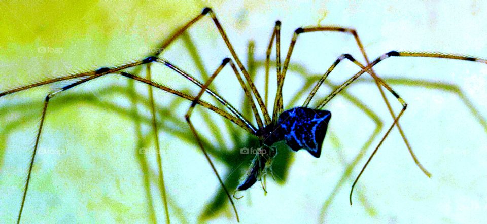 Spider catching insects.