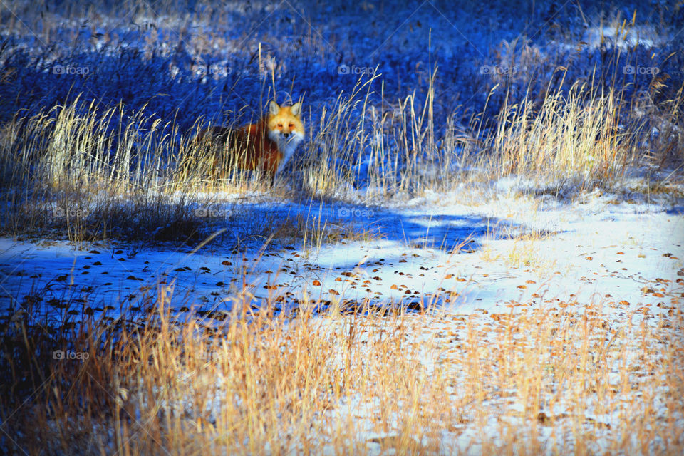 Shooting the Fox 📸