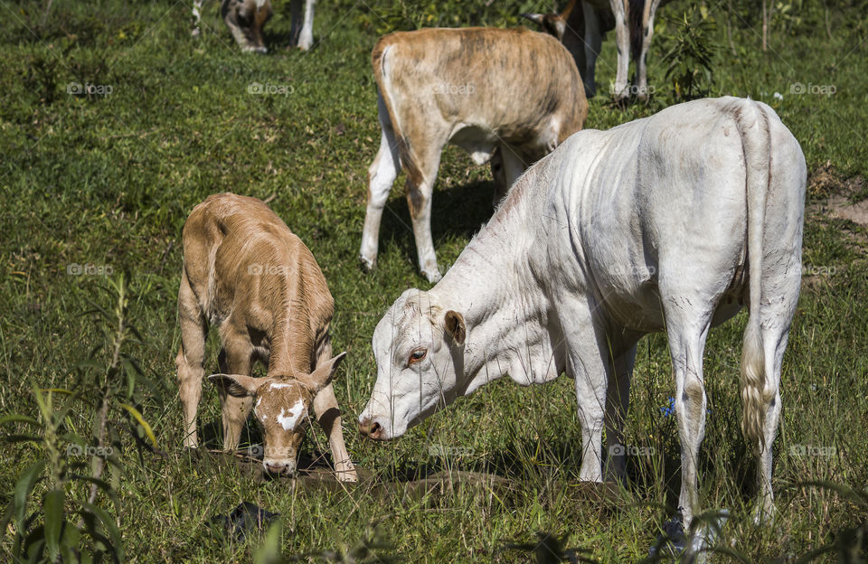 Cow and calf grazing