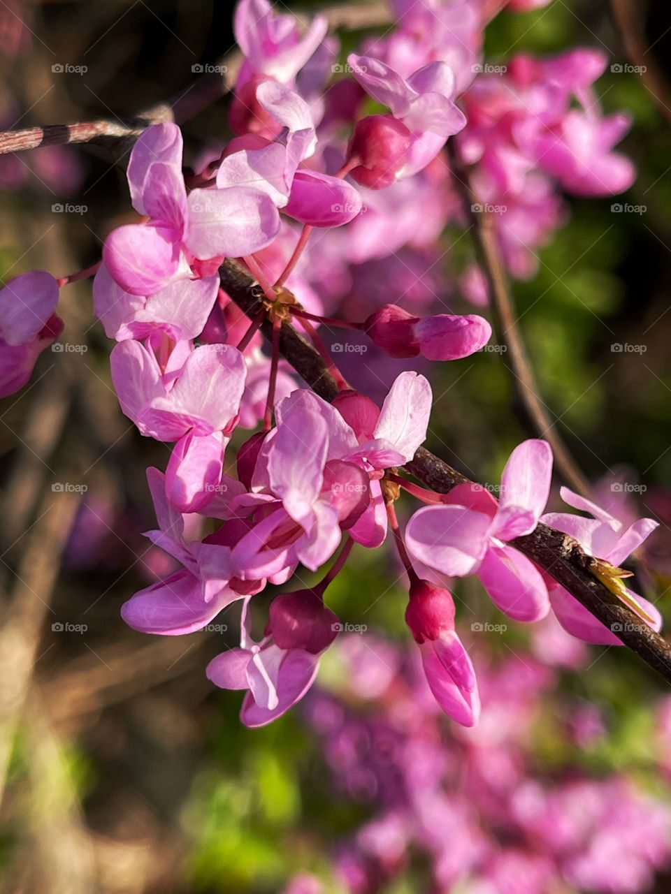 Redbud in bloom